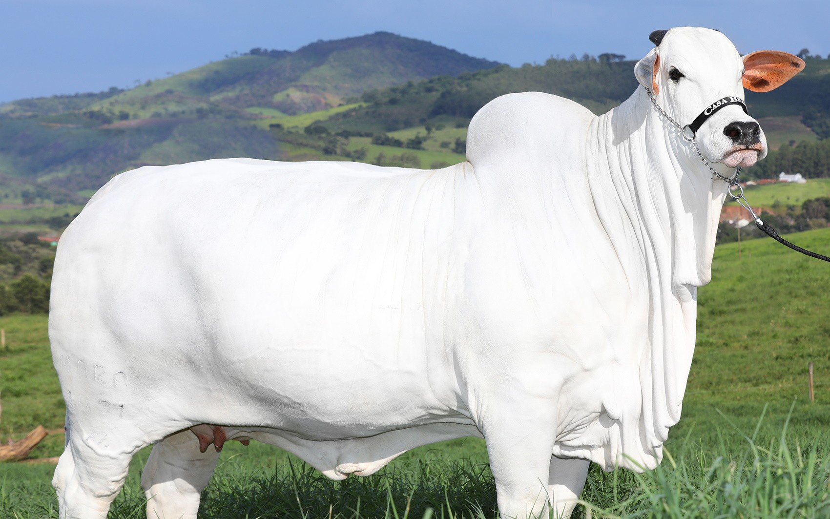 Entenda como são clonadas as vacas que valem milhões